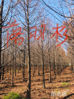 8公分北美落羽杉