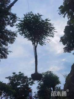 20公分凤凰木