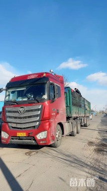 高度30厘米迷迭香