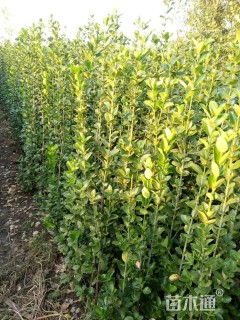 高度200厘米北海道黄杨