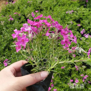 高度80厘米福禄考