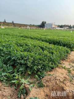 高度10厘米蓍草