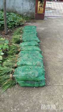 高度25厘米兰花三七草