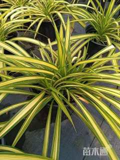 高度30厘米露兜