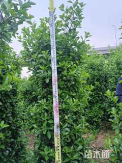 高度200厘米大叶黄杨