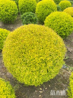 冠幅120厘米亮晶女贞球