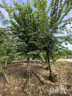 15公分红花羊蹄甲