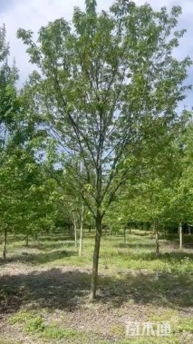 18公分美国红枫