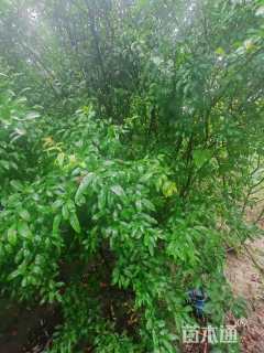 高度300厘米丛生花石榴