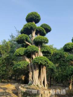 80公分造型小叶榕