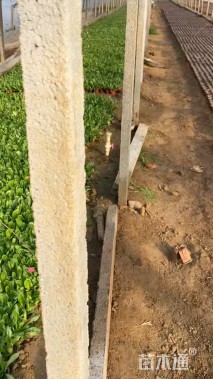 高度15厘米雏菊