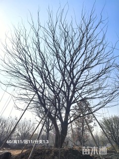 150公分(3杆)丛生朴树