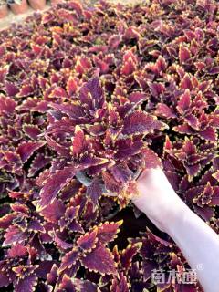 高度15厘米彩叶草