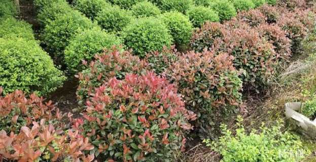 冠幅100厘米红叶石楠球