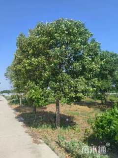 12公分大叶女贞