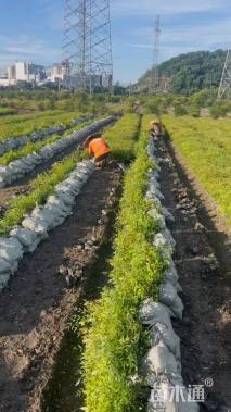 高度40厘米南天竹