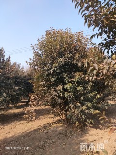 高度600厘米丛生大叶女贞