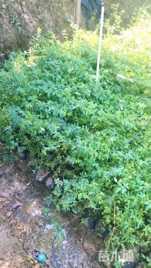 高度50厘米迎春花