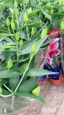 高度40厘米百合