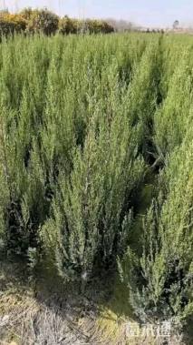 高度90厘米桧柏