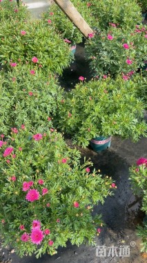 高度30厘米玛格丽特花