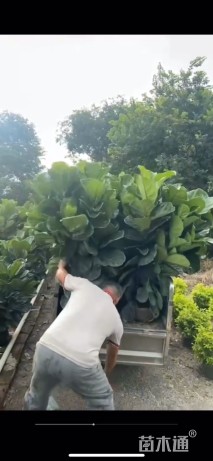 高度100厘米琴叶榕