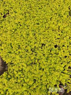 高度10厘米过路黄