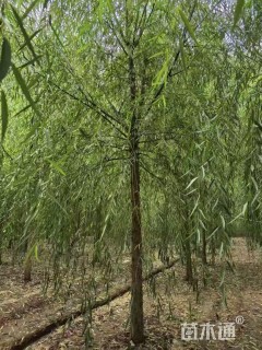 15公分速生垂柳