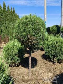 高度150厘米塔桧球