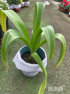 高度30厘米大花葱