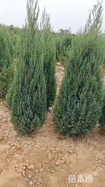 高度180厘米蜀桧柏