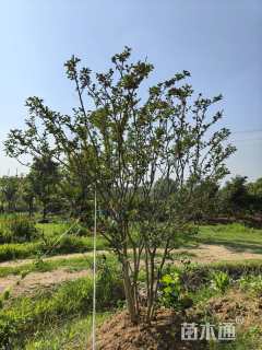 高度300厘米丛生紫薇