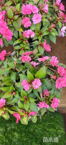高度30厘米凤仙花