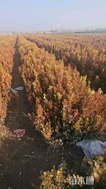 高度50厘米瓜子黄杨