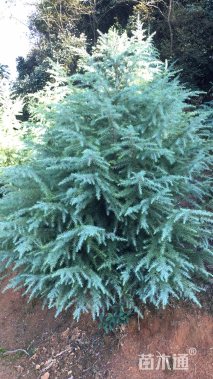 高度300厘米雪松