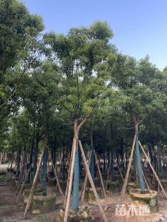 10公分全冠香樟10-12cm