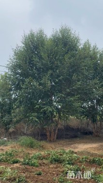 高度800厘米(5杆)丛生白桦