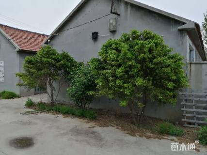 300厘米造型瓜子黄杨