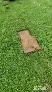 高度5厘米姬言垂草