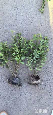 高度50厘米金禾女贞