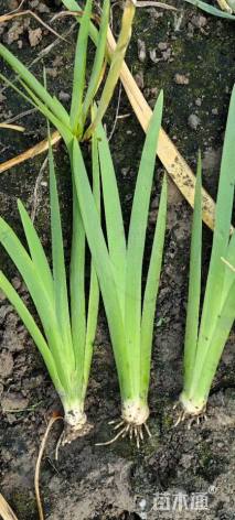 高度40厘米水生鸢尾