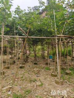 2公分黄花风铃木