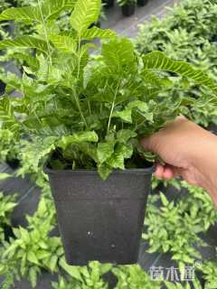 黄金斑玛蕨1加仑