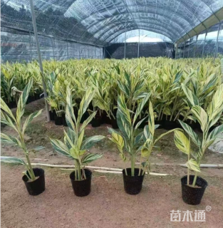 高度35厘米花叶良姜