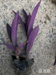 高度20厘米紫叶鸭趾草