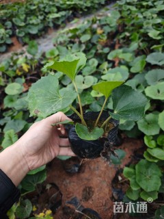 高度20厘米大吴风草