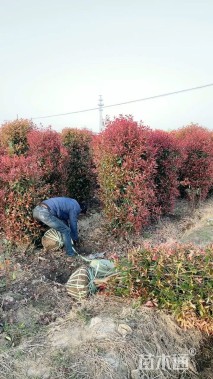 高度150厘米红叶石楠柱