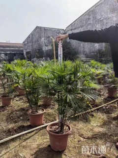 裸干高80厘米金山棕