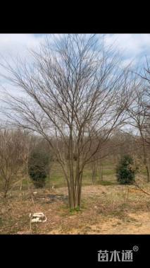 50公分丛生榉树