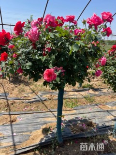 高度150厘米高杆月季